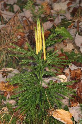 Princess Pine - Dendrolycopodium obscurum