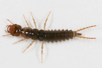 Nebria sp. (larva)