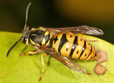 Vespula maculifrons (queen Eastern Yellowjacket)