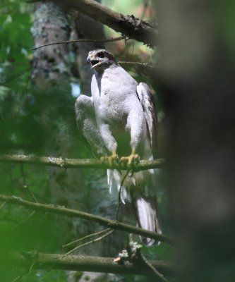 Northern Goshawk - Accipiter gentilis