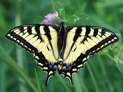 Canadian Tiger Swallowtail - Papilio canadensis