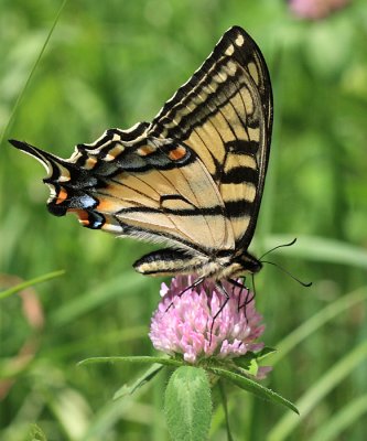 Canadian Tiger Swallowtail - Papilio canadensis