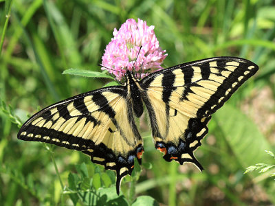 Canadian Tiger Swallowtail - Papilio canadensis
