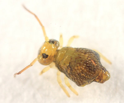 Pseudobourletiella spinata (immature)