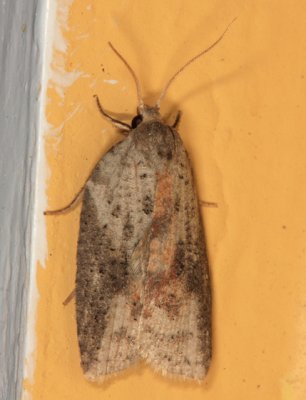 3748 - White-line Leafroller Moth - Amorbia humerosana