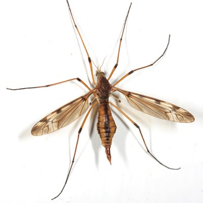 female Sooty Crane Fly - Tipula fuliginosa