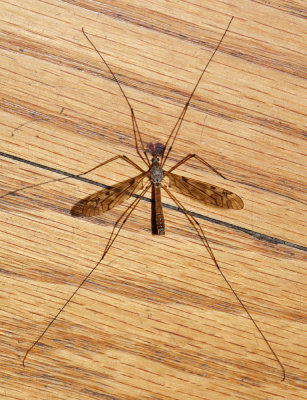 Tipula longiventris