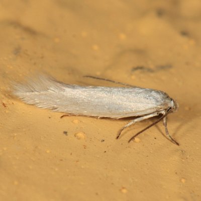 Scavenger Moth - Blastobasinae - Calosima sp.