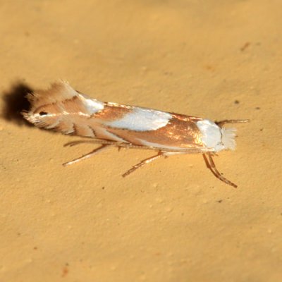 0752 - Phyllonorycter fitchella