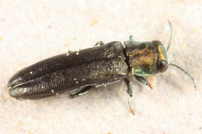 Agrilus defectus