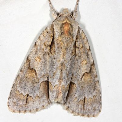 9236 - Ochre Dagger Moth - Acronicta morula