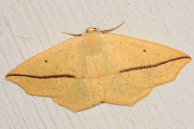 6963 - Yellow Slant-Line - Tetracis crocallata