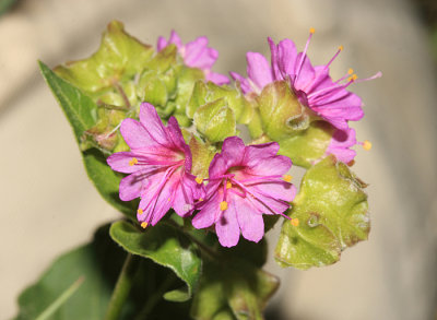  Wild Four o'Clock - Mirabilis nyctaginea 