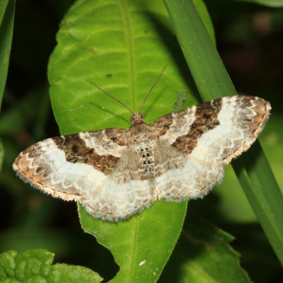 7394 - White-banded Toothed Carpet - Epirrhoe alternata