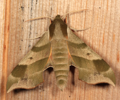 7885 - Virginia Creeper Sphinx Moth  Darapsa myron