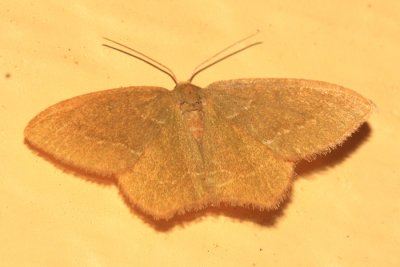 7084 -- Pistachio Emerald Moth -- Hethemia pistasciaria