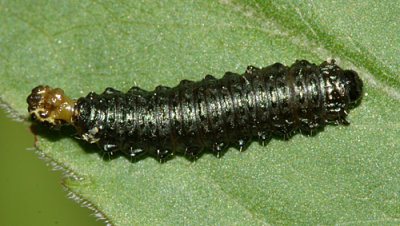 Trirhabda sp. larva