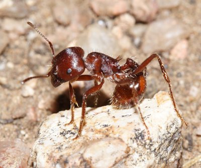 Red Harvester Ant - Pogonomyrmex barbatus