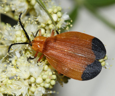 Arizona & California Beetles