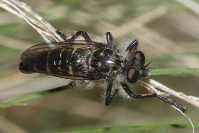 Cyrtopogon sp.