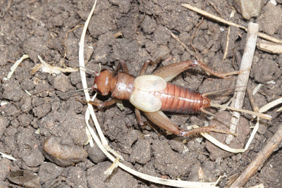 Spring Field Cricket - Gryllus veletis (teneral)