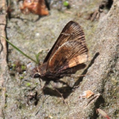 Mexican Cloudywing - Thorybes mexicanus
