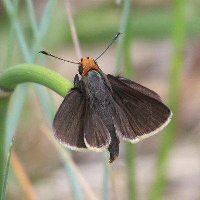 Orange-headed Roadside-Skipper - Amblyscirtes phylace