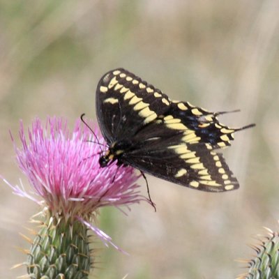 male Baird's Old World Swallowtail - Papilio machaon bairdii