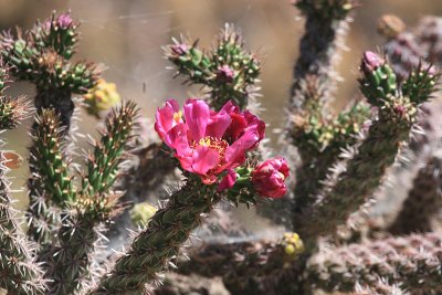 Cholla Cactus - Opuntia sp.
