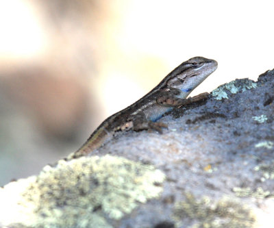 Southwestern Fence Lizard - Sceloporus cowlesi