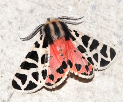 Arizona & California Moths