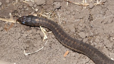 Western Terrestrial Garter Snake - Thamnophis elegans