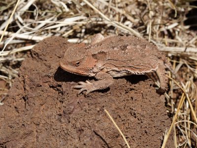 Greater Short-horned Lizard - Phrynosoma hernandesi