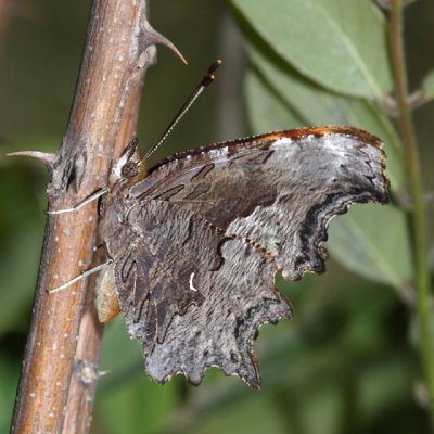 Hoary Comma - Polygonia gracilis