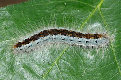 7703 - Southwestern Tent Caterpillar - Malacosoma incurvum