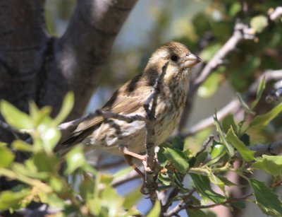 Cassin's Finch