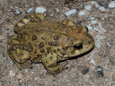California Toad - Anaxyrus boreas halophilus