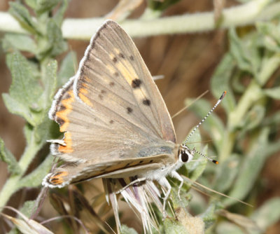 female Great Copper - Lycaena xanthoides