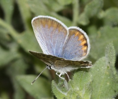 San Emigdio Blue - Plebejus emigdionis