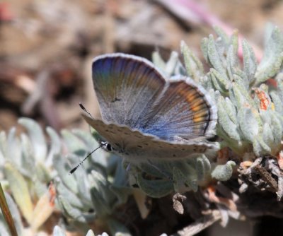 Boisduval's Blue - Plebejus icarioides