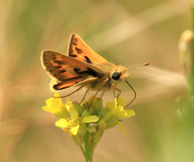 Sandhill Skipper - Polites sabuleti