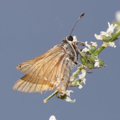 Alkali Skipper - Pseudocopaeodes eunus