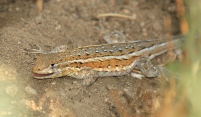 Western Side-blotched Lizard - Uta stansburiana elegans