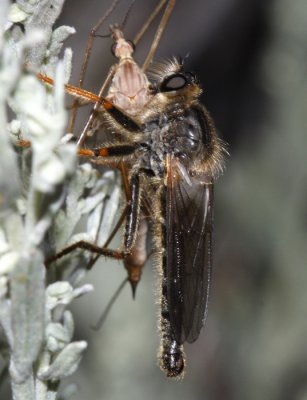 Stenopogon sp.