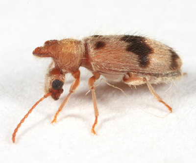 Ant-like Flower Beetles - Anthicidae