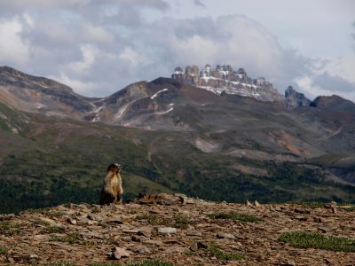 Marmot