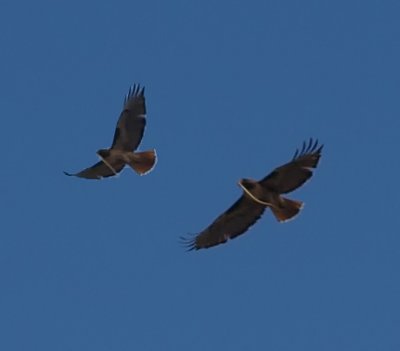 hawk_snake.jpg