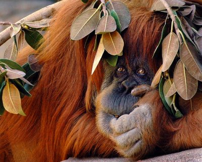 Orangutan