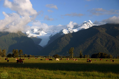 Fox Glacier, Westlands