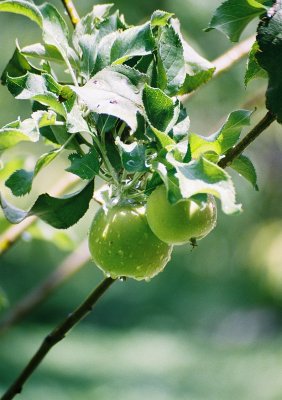 Apples Too